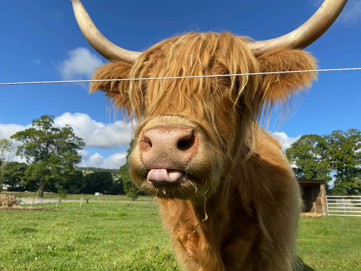 Highland cow in the Scottish Highlands near Inverness