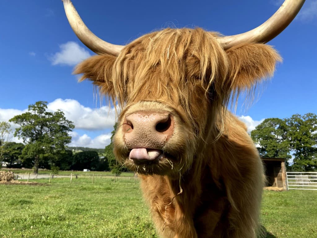 Highland cows near Inverness in the Scottish Highlands