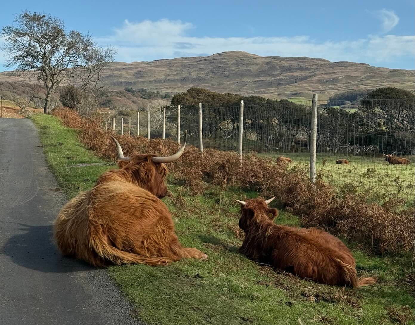 Highland cow on a single track road in the Scottish Highlands
